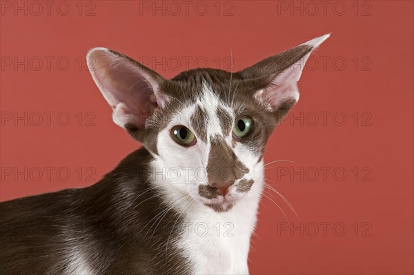 Pedigree cat