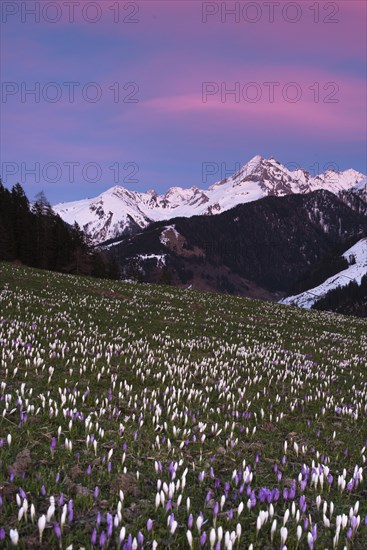 Flowering Crocuses (Crocus vernus) at sunset