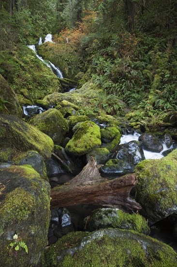 Bunch Creek Falls at the Quinault Lake