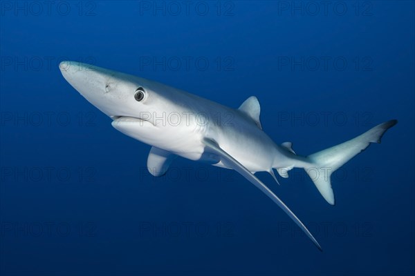 Blue shark (Prionace glauca)