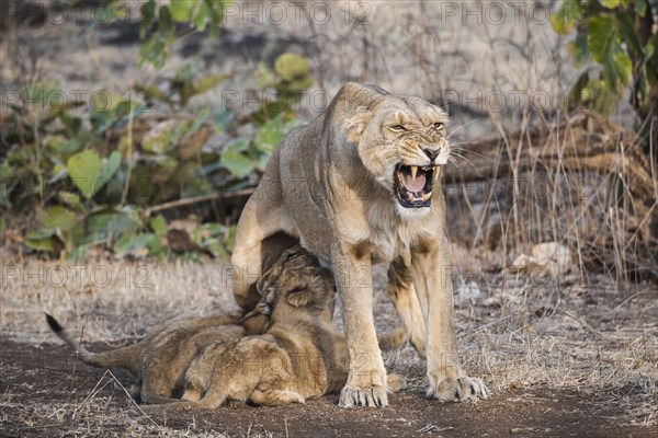 Asiatic lion (Panthera leo persica)