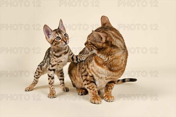 Bengals