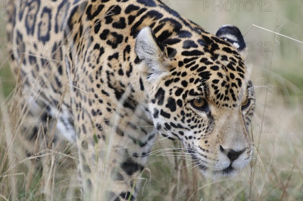 Jaguar (Panthera onca)