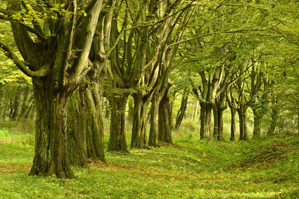 Beeches