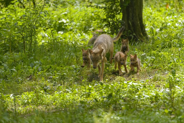 Eurasian Wolves (Canis lupus lupus)