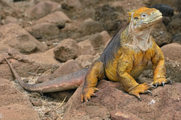 Galapagos land iguana (Conolophus subcristatus)