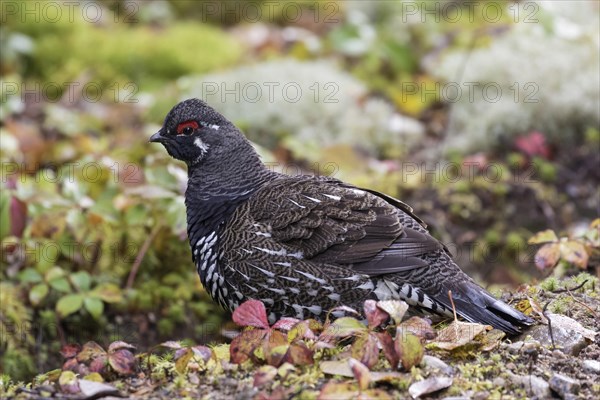 Spruce grouse (Falcipennis canadensis)