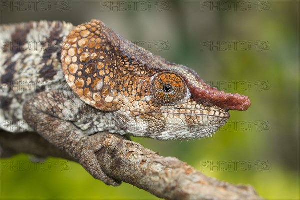 Short-horned Chameleon (Calumma brevicornis)