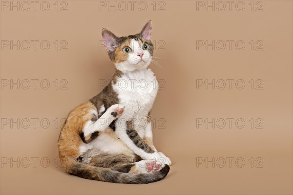 Devon Rex cat