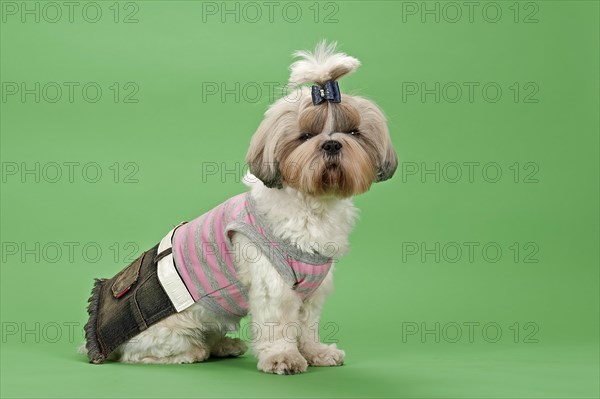 Shih-Tzu dog