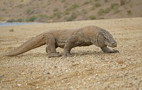Komodo Dragon (Varanus komodoensis)
