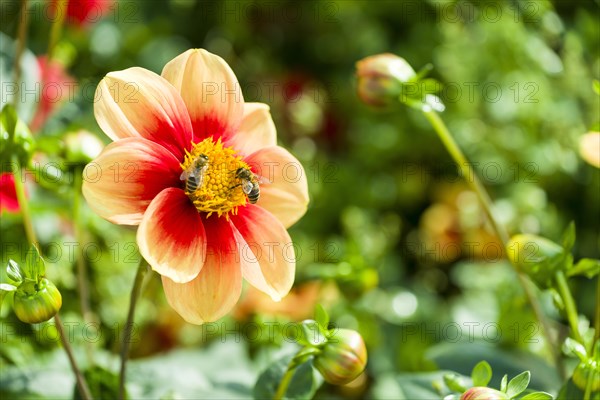 Two Honey Bees (Apis sp.) are collecting nectar on the blossom of a Dahlia 'Schloss Reinbeck'