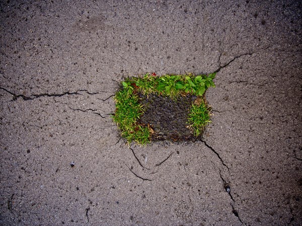 Grass growing in a street