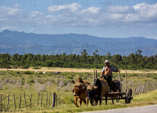 Man on an ox cart