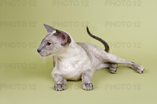 Siamese cat