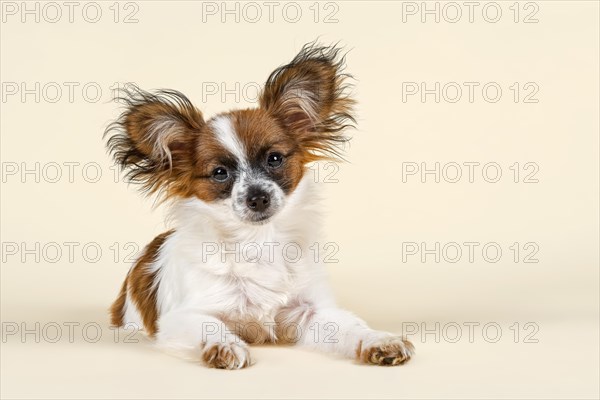 Papillon puppy