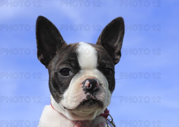 Boston Terrier bitch