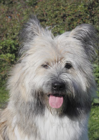 Great Elo dog