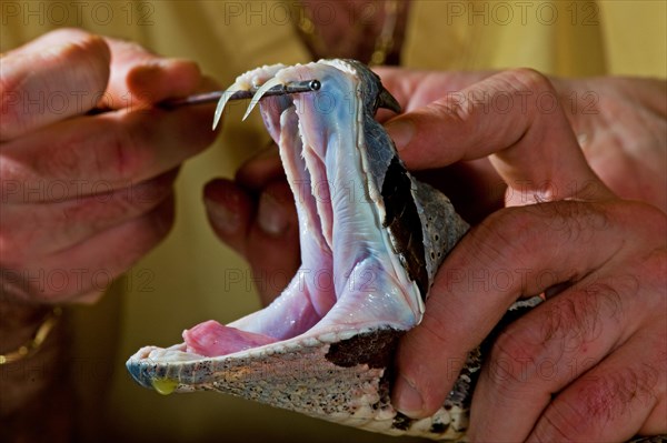 West african gaboon viper (Bitis rhinoceros)