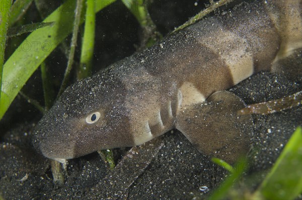 Brown-banded Bamboo Shark (Chiloscyllium punctatum)
