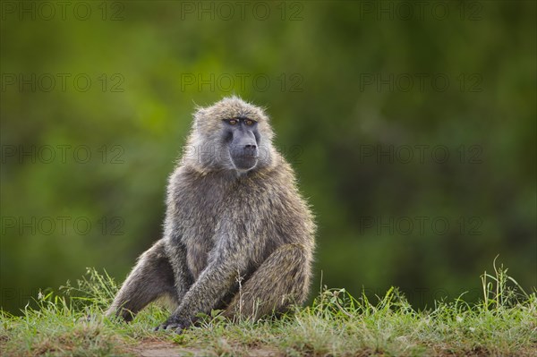Olive baboon (Papio anubis) sitting in grass