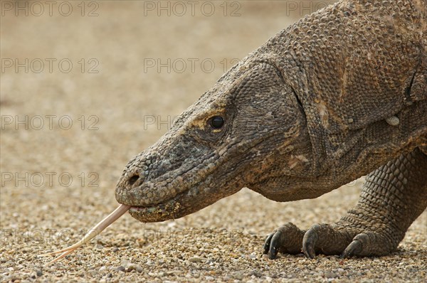 Komodo Dragon (Varanus komodoensis)