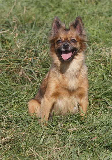 Chihuahua-Pomeranian mixed breed