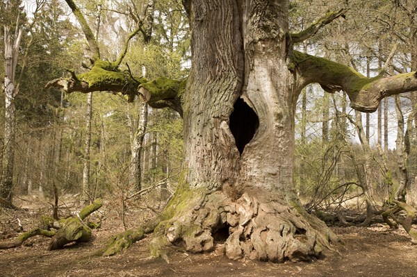 Old oak tree in the Urwald Sababurg primary forest