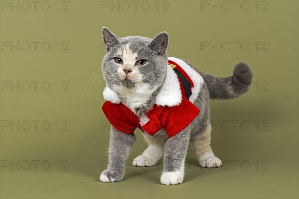 British Shorthair kitten