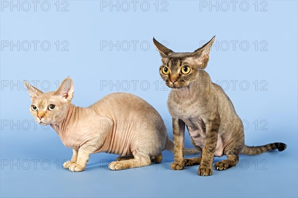 Devon Rex