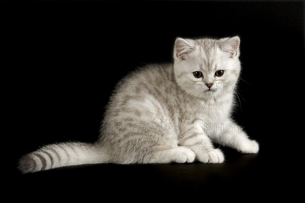Selkirk Rex