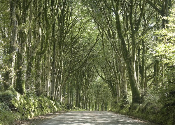 Beech avenue