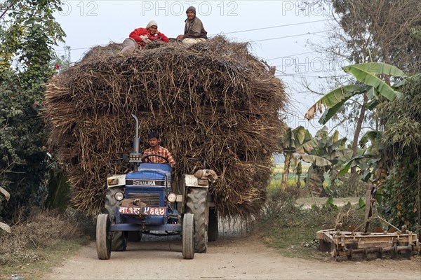 Tractor with trailer loaded with reeds in Sauraha