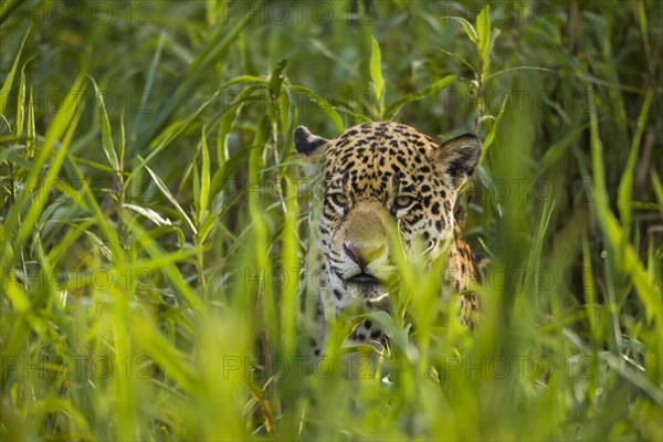 Jaguar (Panthera onca)