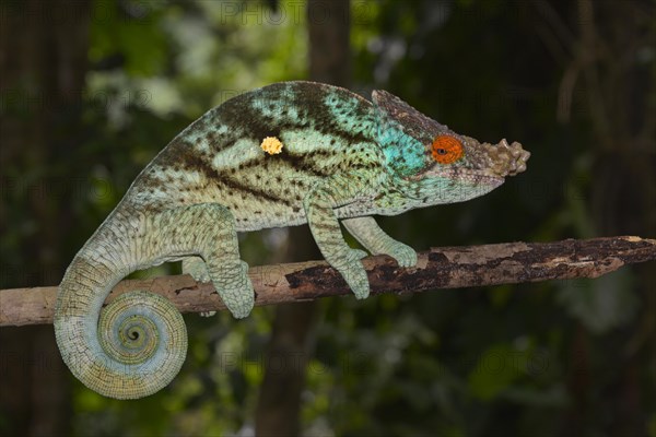 Parson's Chameleon (Calumma parsonii)