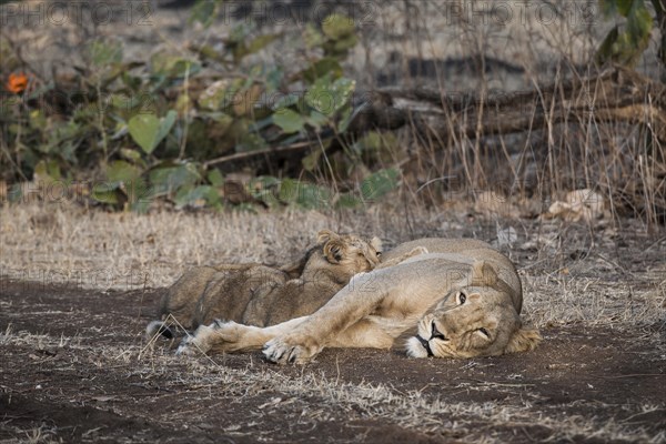 Asiatic lion (Panthera leo persica)