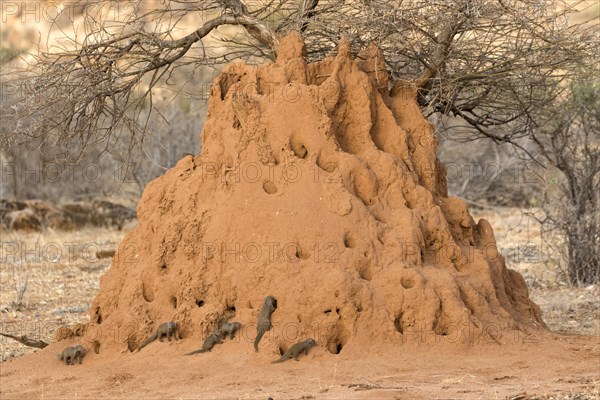 Common Dwarf Mongoose (Helogale parvula) adults and young
