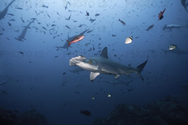 Scalloped Hammerhead Shark (Sphyrna lewini)