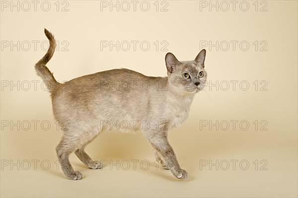 Tonkinese cat