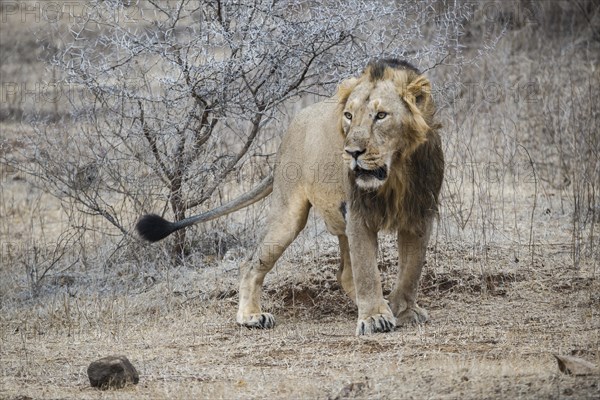 Asiatic lion (Panthera leo persica)
