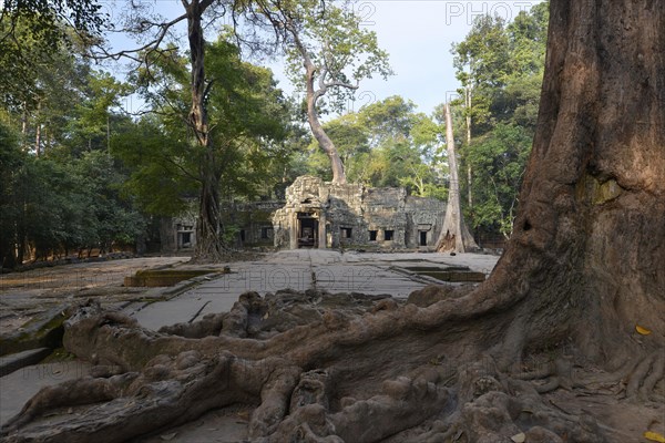 Ta Prohm temple complex with the roots of a Strangler Fig or White Fig (Ficus virens)