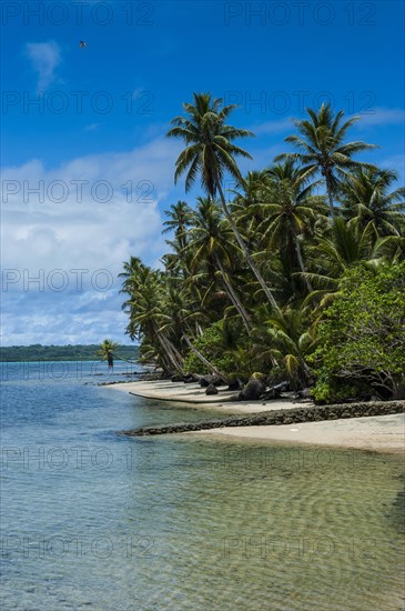 White sand beach and palm trees