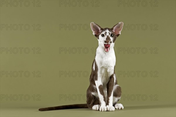 Oriental Shorthair cat