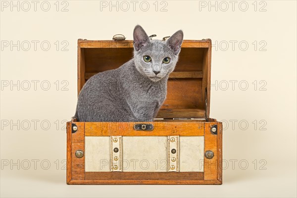Russian Blue kitten
