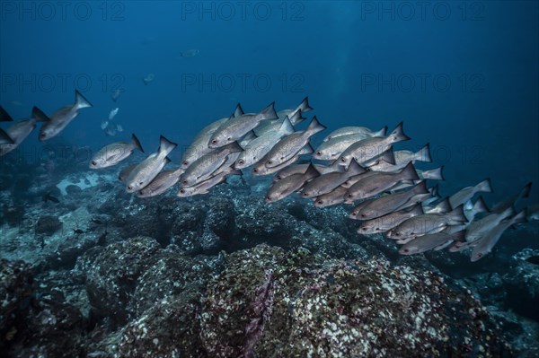 Jordan's snapper (Lutjanus jordani)