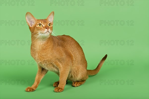 Abyssinian Cat