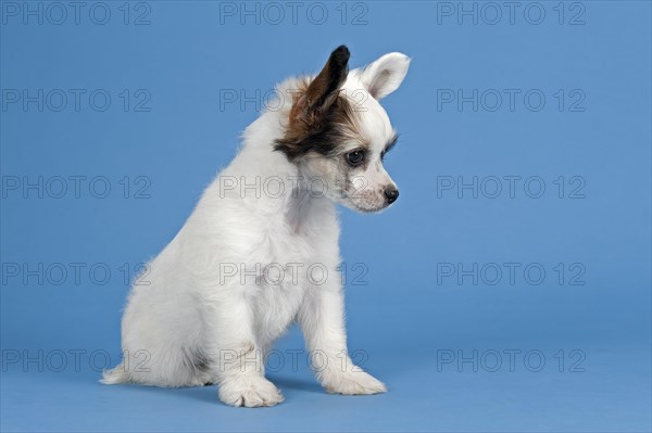Chinese Crested Dog