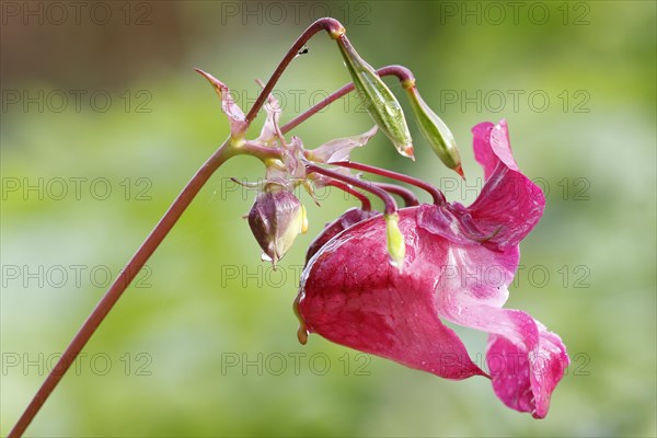 Himalayan Balsam (Impatiens glandulifera)
