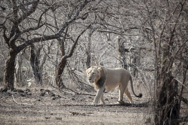 Asiatic lion (Panthera leo persica)