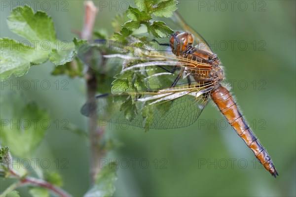 Scarce Chaser (Libellula fulva)